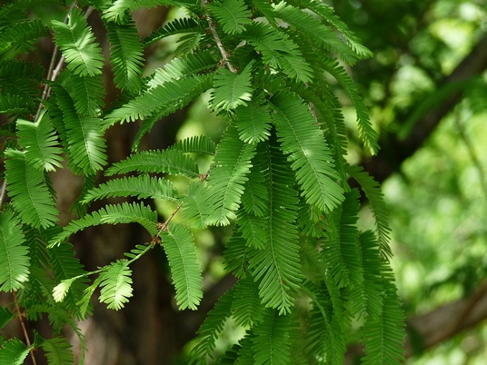 {Metasequoia glyptostroboides}